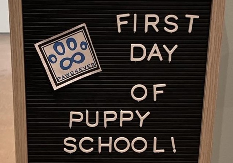 Paws4ever Animal Rescue First Day of Puppy School