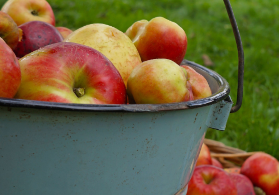 Berks County Apple Picking Tips