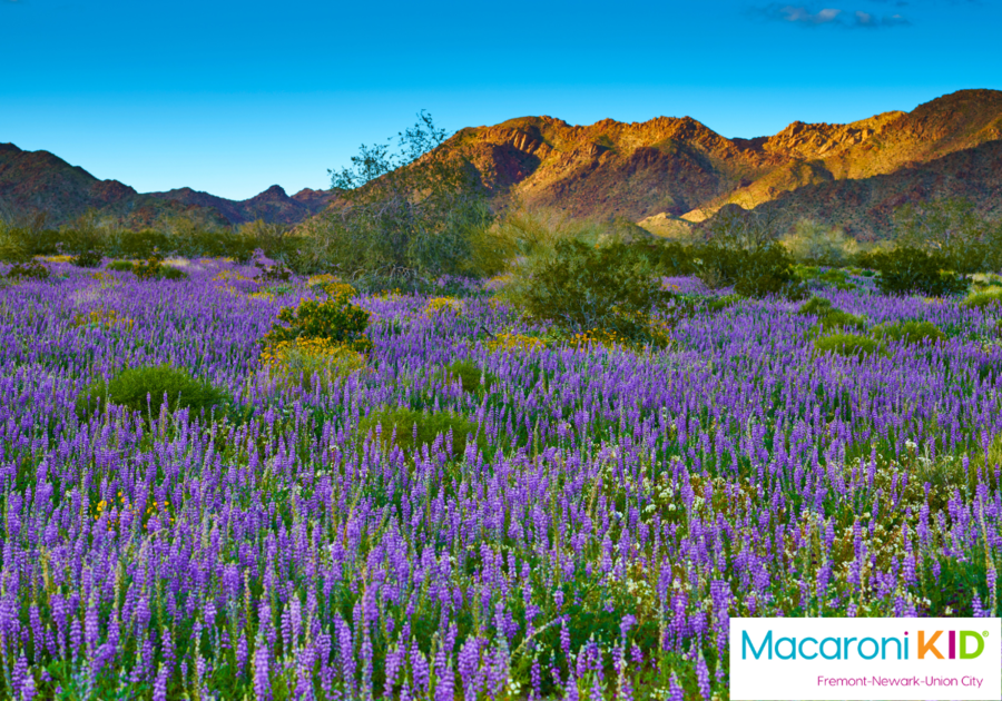 Where to Find Super Blooms in California