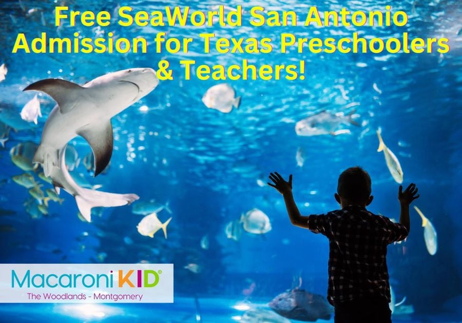 Free SeaWorld San Antonio Admission for Texas Preschoolers and Teachers – A Year of Fun Awaits!