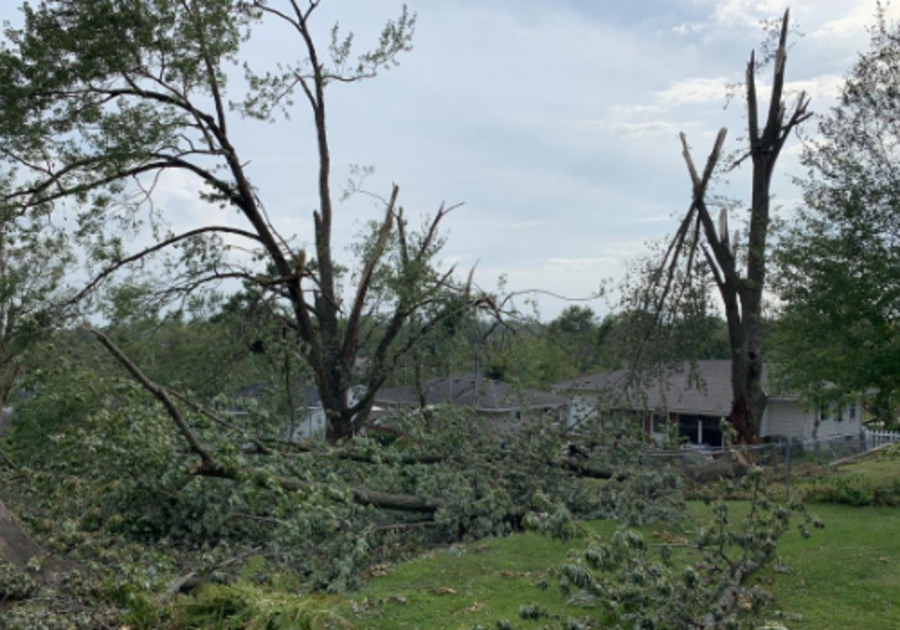 damaged trees in Cedar Rapids from the derecho 2020