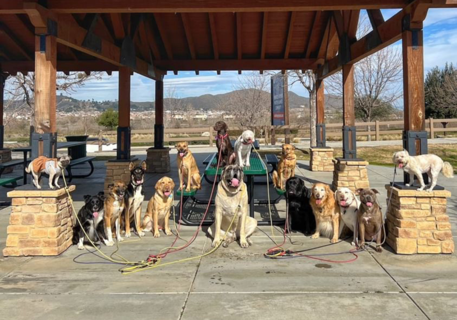 Dog Training Menifee