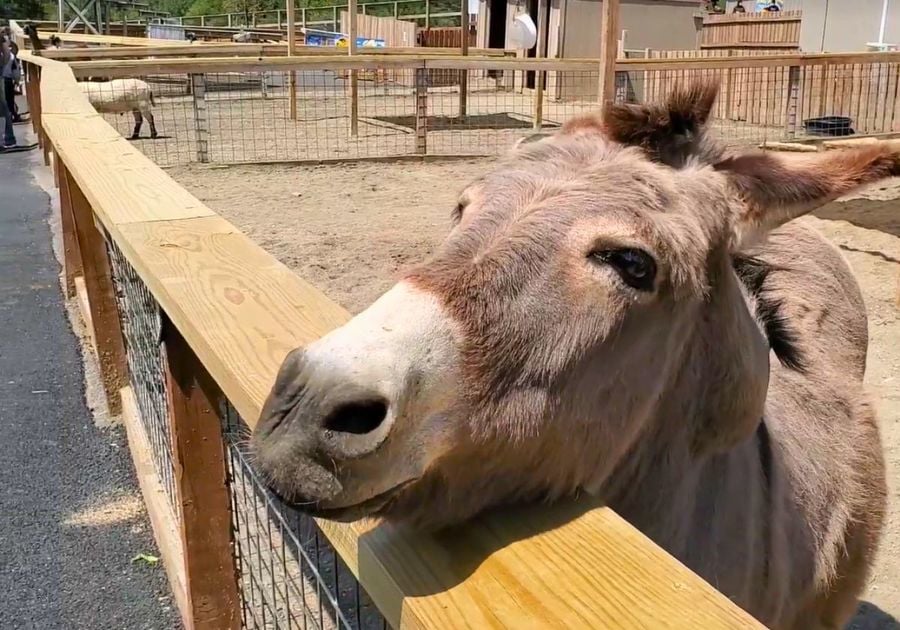 Animal Adventure Park Harpursville NY