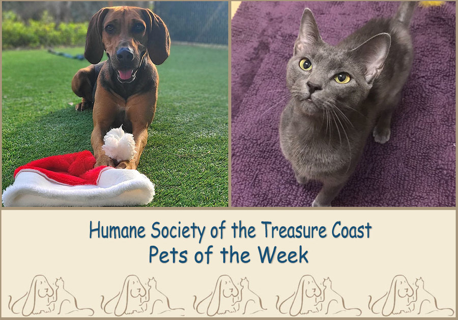 HSTC Macaroni Pets of the Week, Lucy and Violet Mary Firth