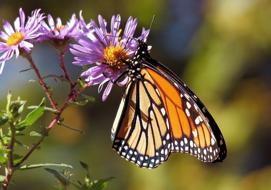 Butterfly on Flower