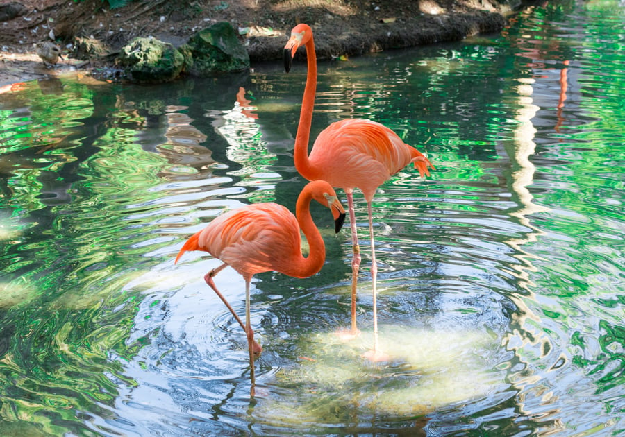 Palm Beach Zoo