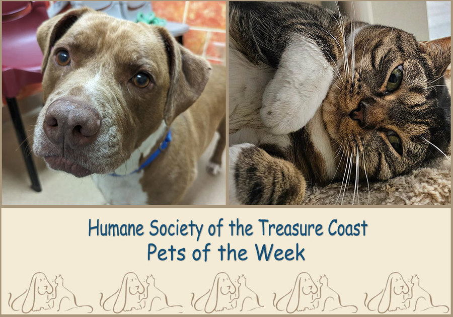 HSTC Macaroni Pets of the Week, Renegade & Chippy