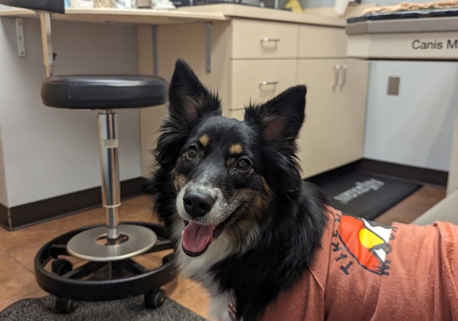 Dog in shirt at vet