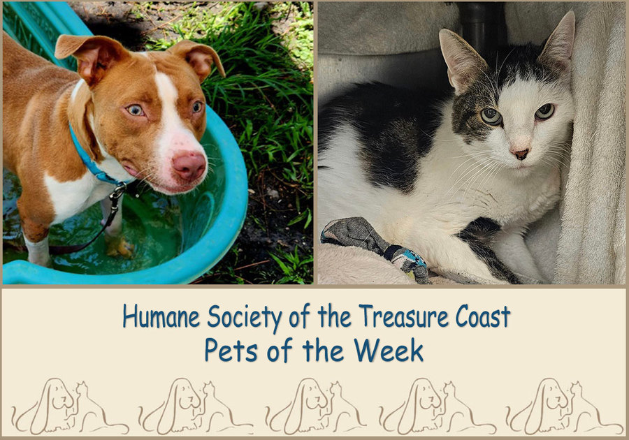 rust & white colored dog in a kiddie pool and a white and black cat on a blanket