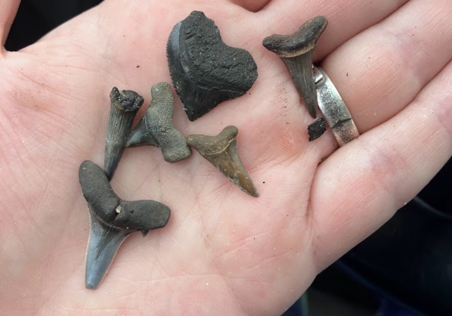 6 fossilized shark teeth in the palm of a hand