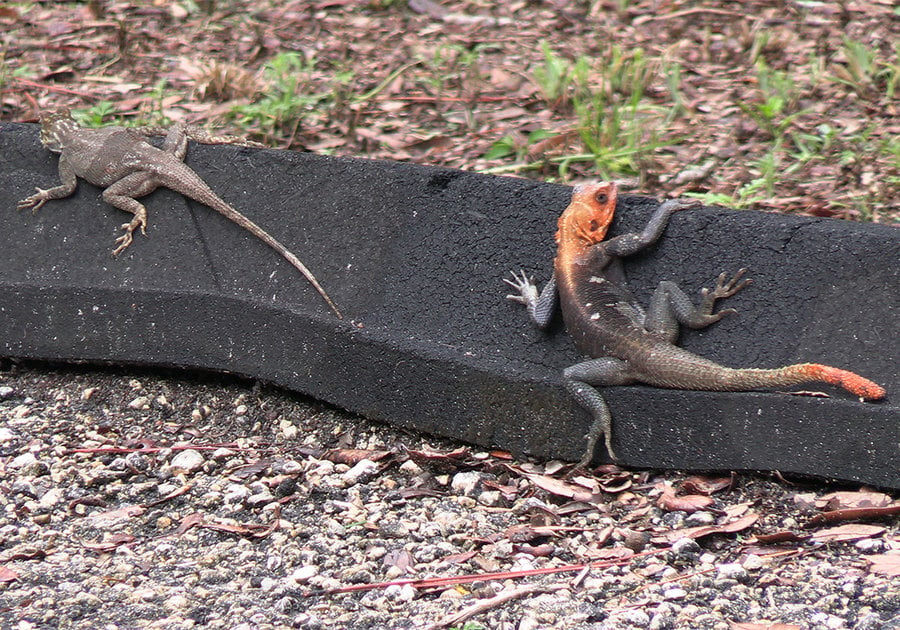 Peters’s rock agama