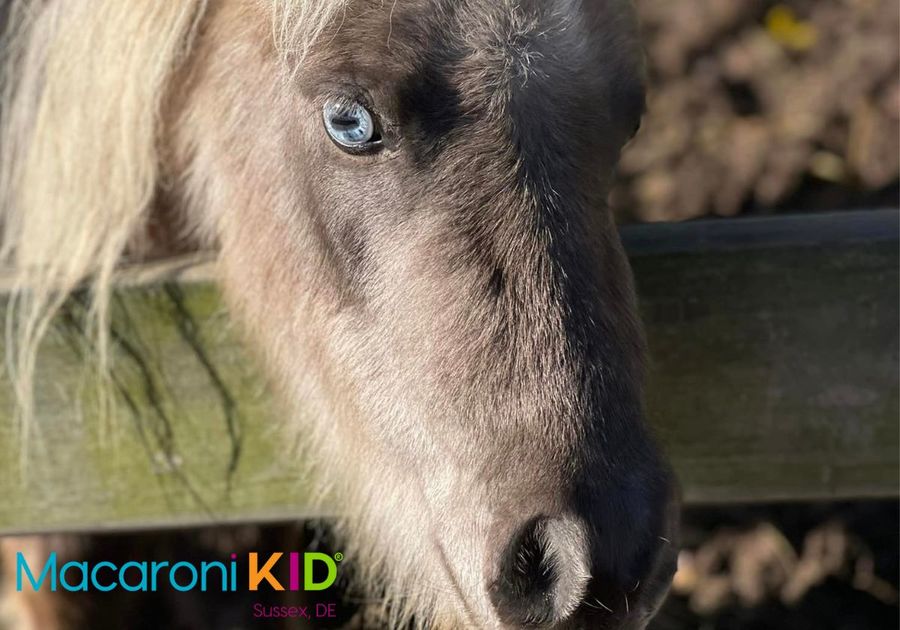 grey mini horse close up with blue eye