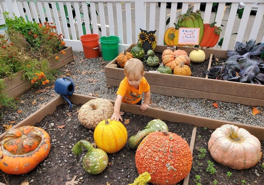 The Story Garden at The Discovery Center Misfit Pumpkin Patch