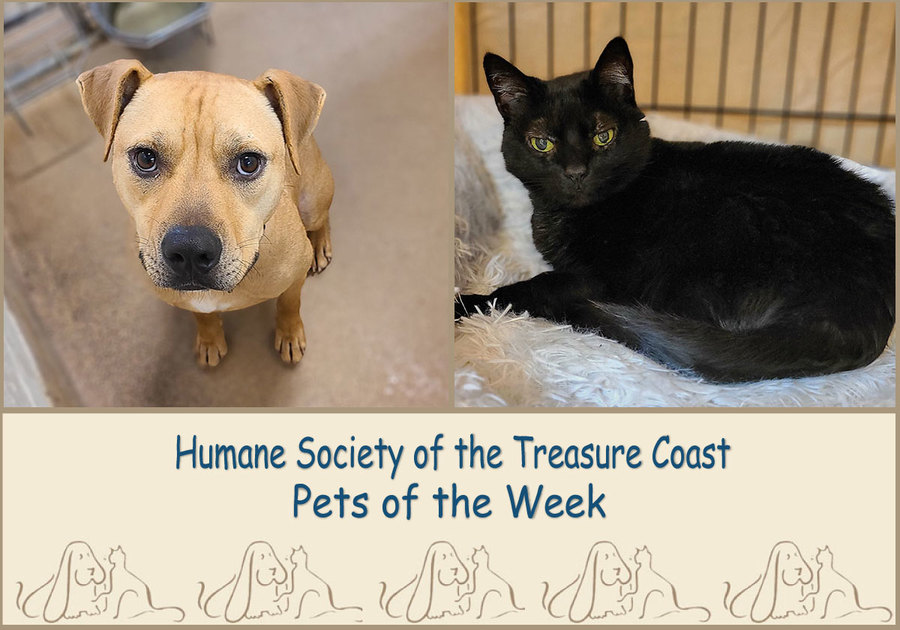 HSTC Macaroni Pets of the Week Scooby and Lightning