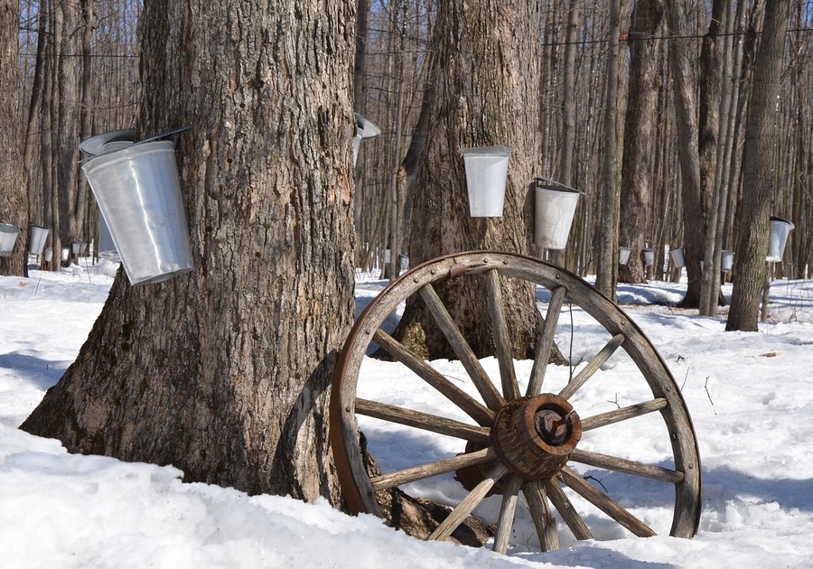 maple syrup taps and buckets on trees
