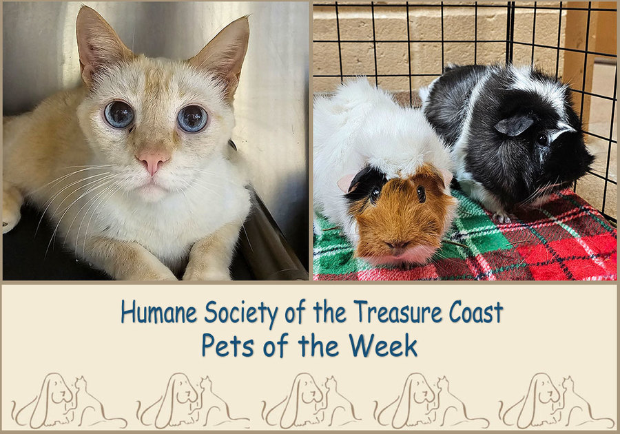 cream colored cat, white guinea pig with rust colored face and mostly black guinea pig with some white stripes