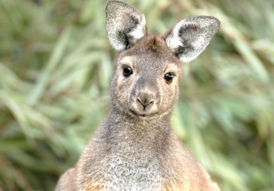 San Diego Zoo Safari Park Walkabout Australia | Macaroni KID Central ...