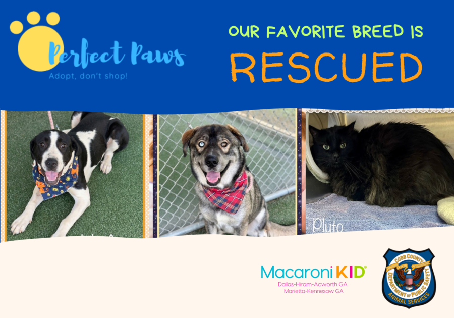 Rescued Pets Cobb County Adopt Don't Shop