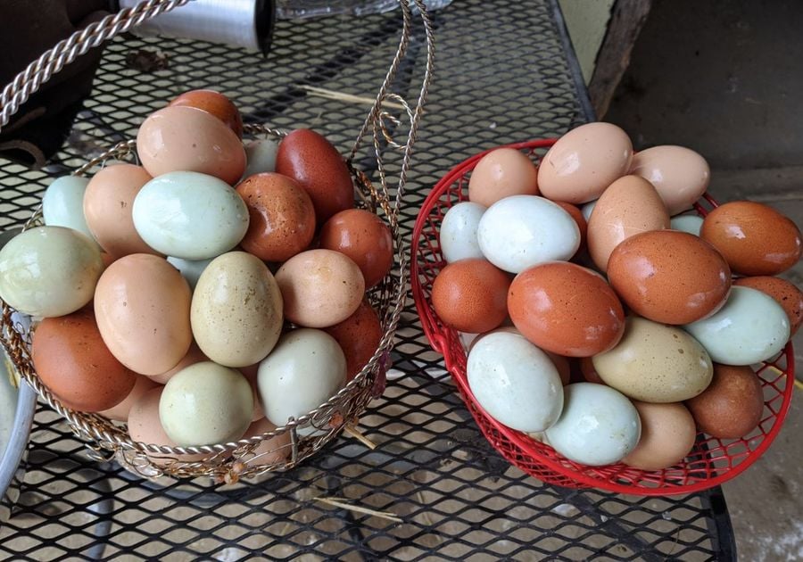 baskets of eggs