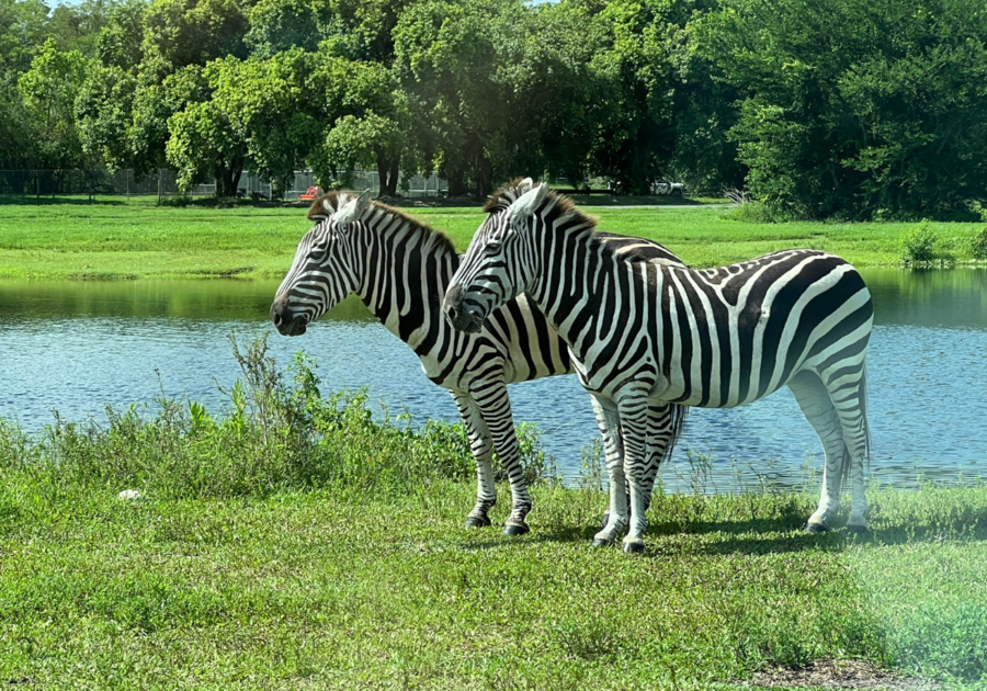 Zebras at Lion Country Safari