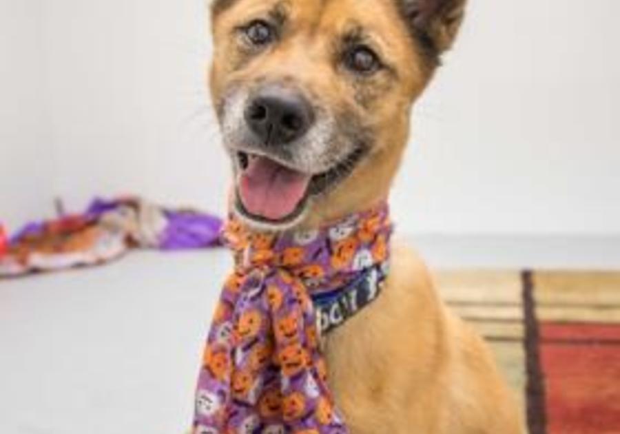 adoptable dog from the Center for Animal Health and Welfare, Easton, PA November 2019