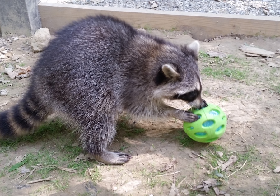 What are animal enrichment toys and what do they do for our animals?