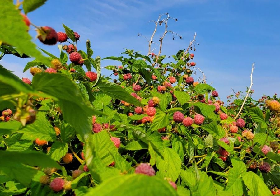 U-Pick Raspberries at Apple Hills in Binghamton NY