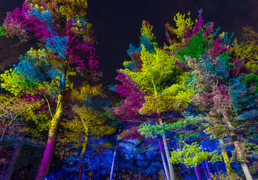 Illumination: Tree Lights at The Morton Arboretum