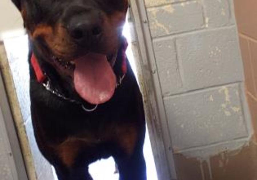 adoptable Rottweiler from the Center for Animal Health and Welfare Easton PA September, 2019