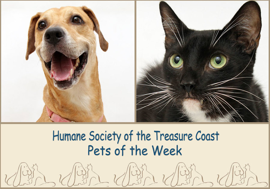 HSTC Macaroni Pets of the Week Zoey and Count Kitty