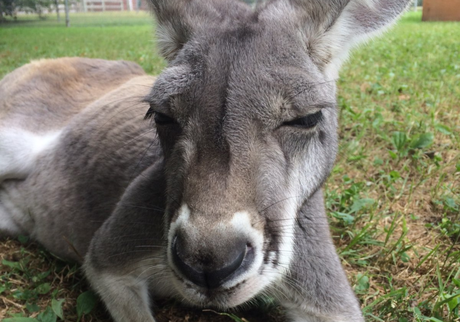 Little Falls Zoo