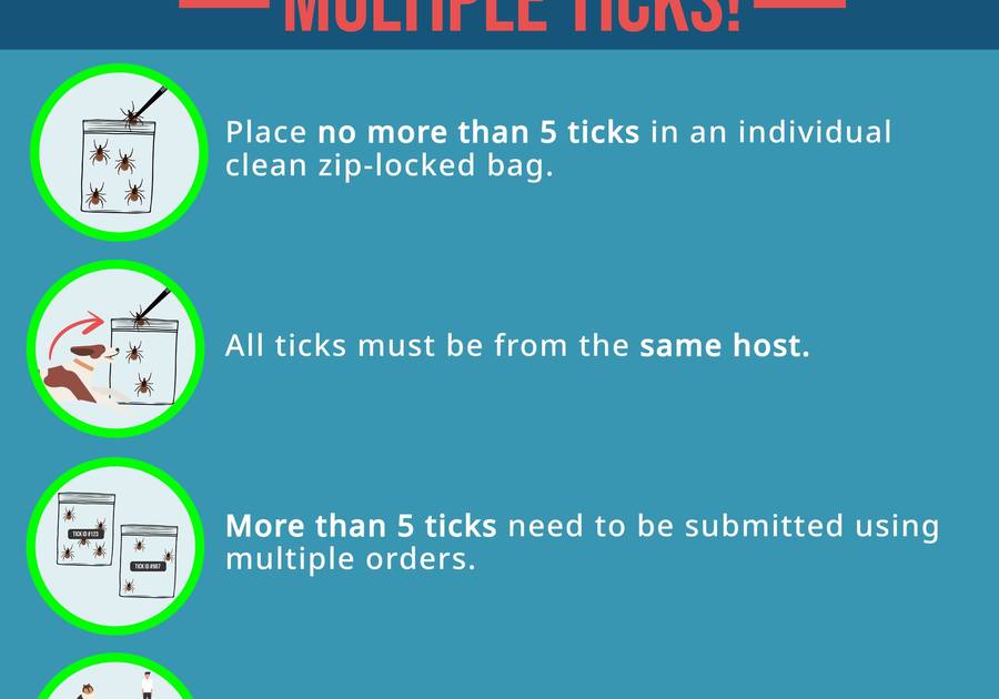 A guide on submitting multiple ticks for testing, including limits per bag, same host requirements, and proper organization by order ID.