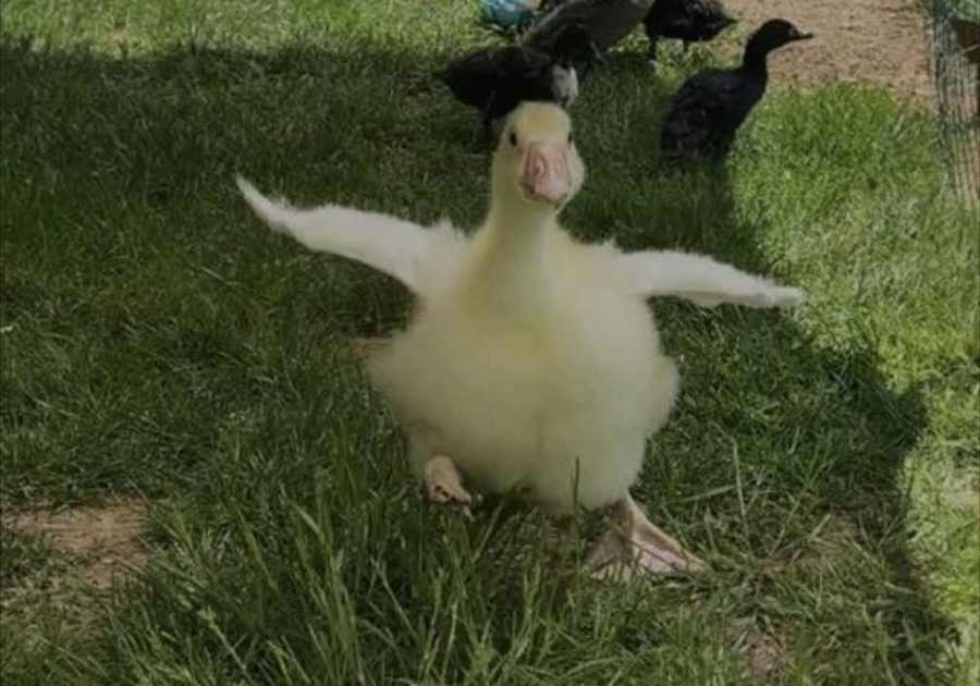 baby goose