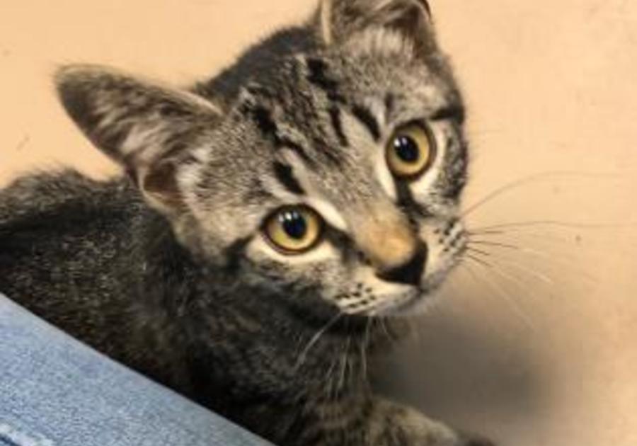 adoptable kitten from the Center for Animal Health and Welfare Easton PA August 2019