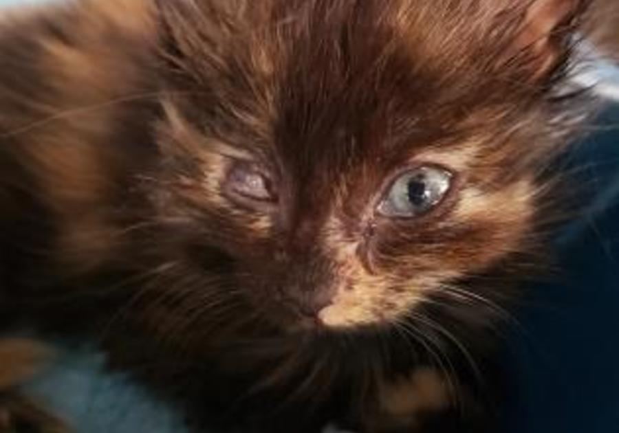 Center for Animal Health and Welfare Easton PA kitten adoption