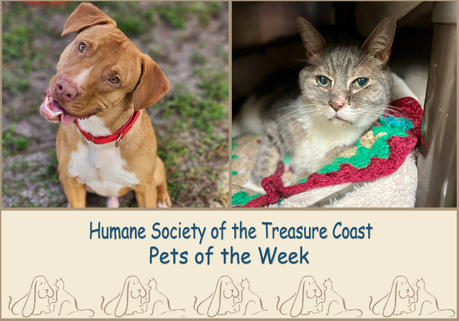 HSTC Macaroni Pets of the Week Scooby and Casey