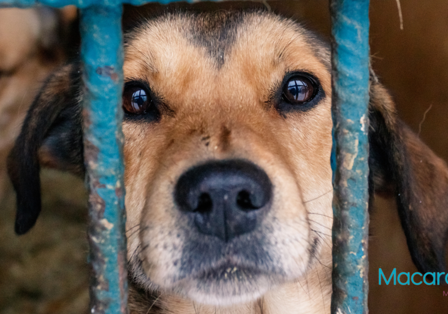 Cobb County Animal Shelter