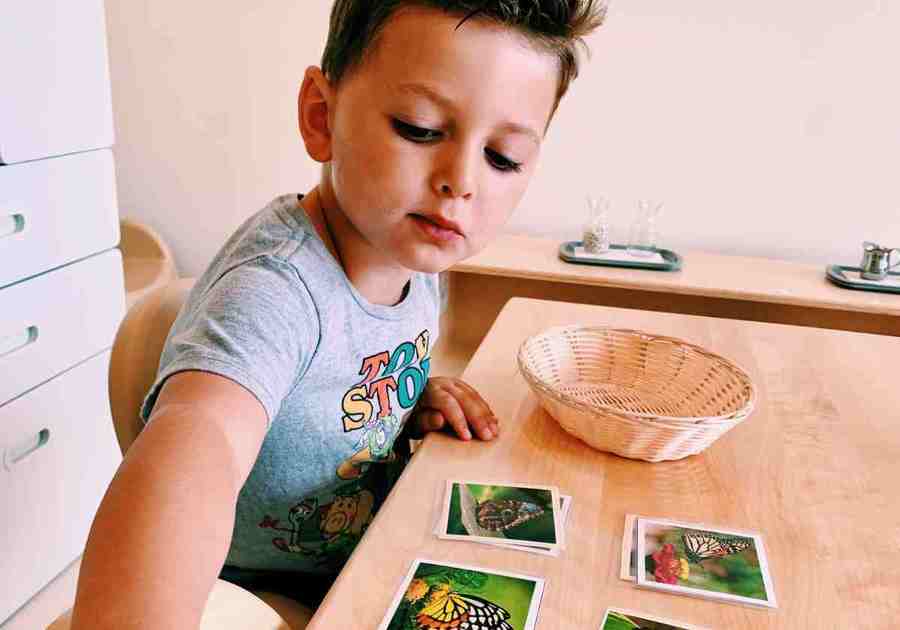 little boy organizing butterfly pictures