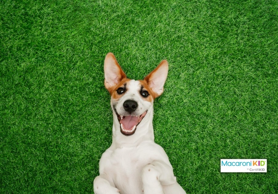 dog laying back on green grass