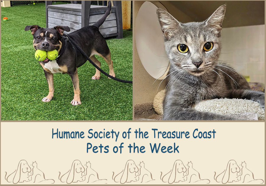 HSTC Macaroni Pets of the Week, Bonnie and Vixen
