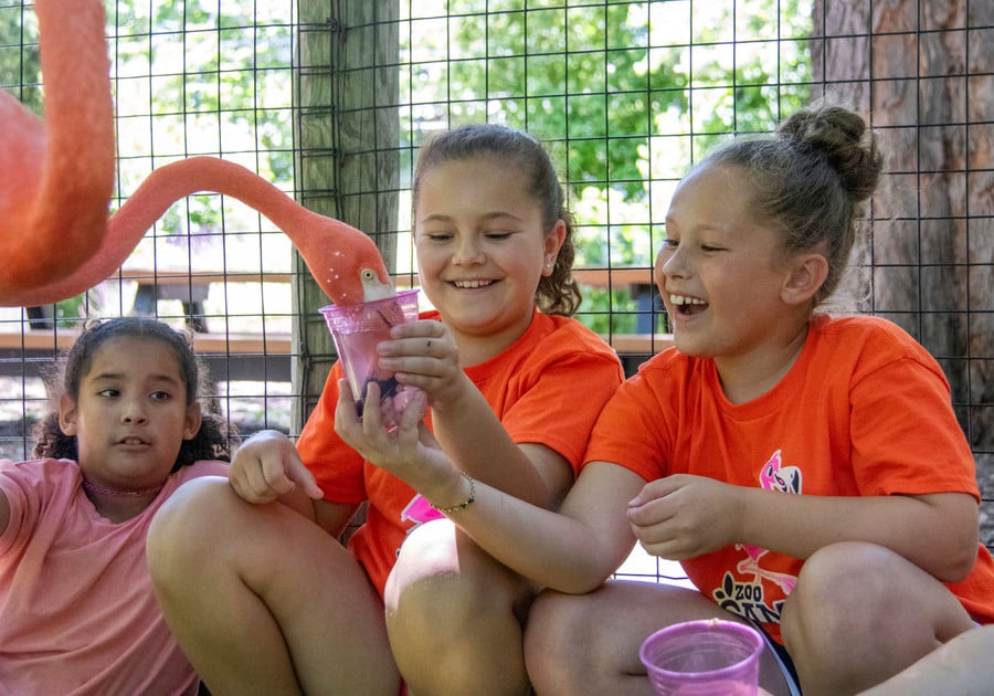 Child feeding a flamingo