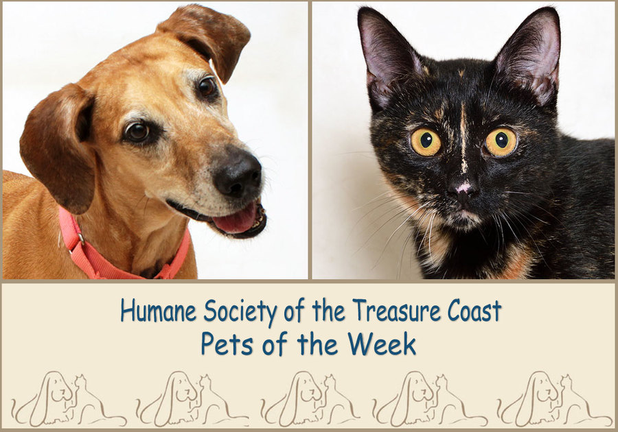 HSTC Macaroni Pets of the Week Malibu and Cranberry