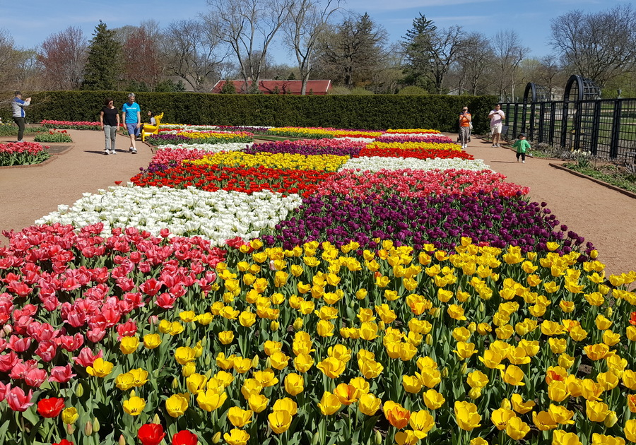 Cantigny Park Spring Fest - Tulips