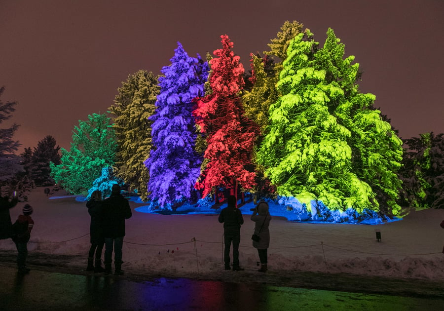 Illumination: Tree Lights at The Morton Arboretum