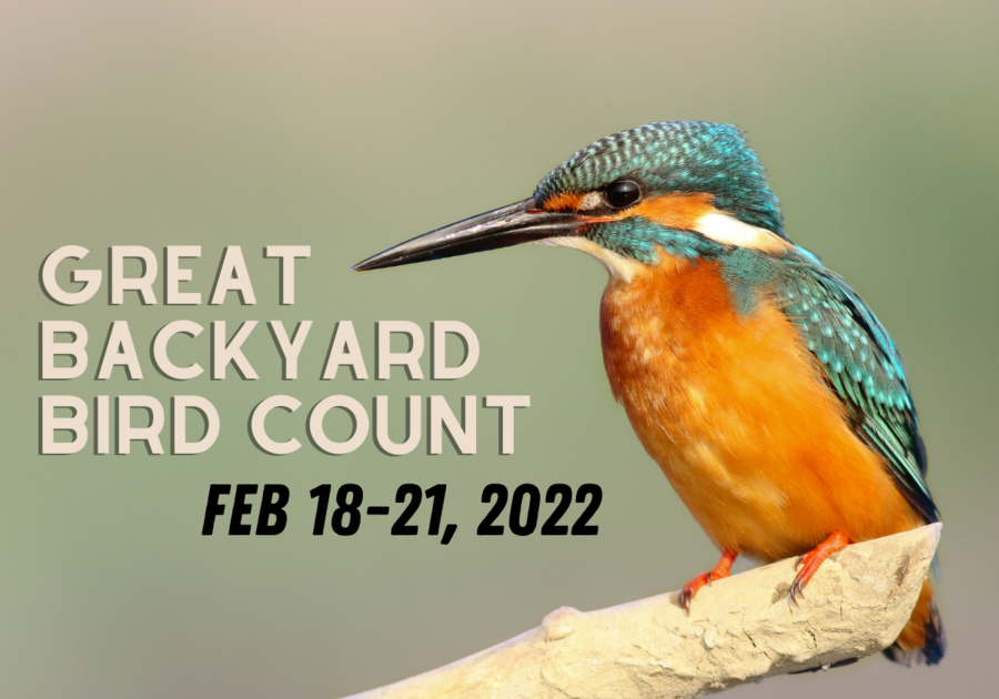 🐦 Join the World in the Great Backyard Bird Count Feb 1821, 2022