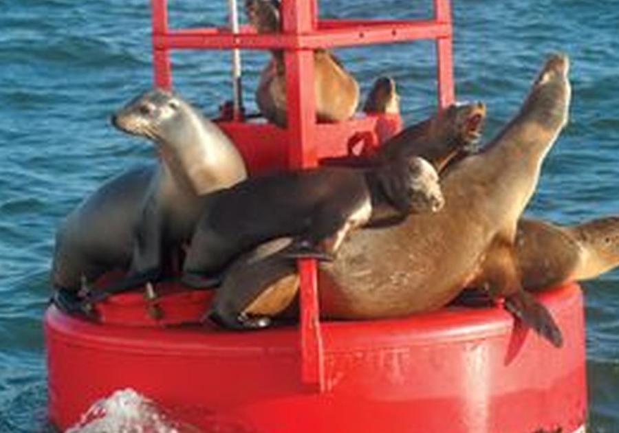 Whale and Dolphin Watching Cruise on San Diego Bay CertifiKID Deal
