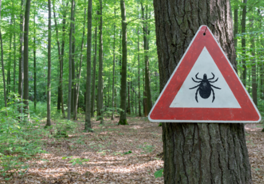 What You Need to Know about Ticks