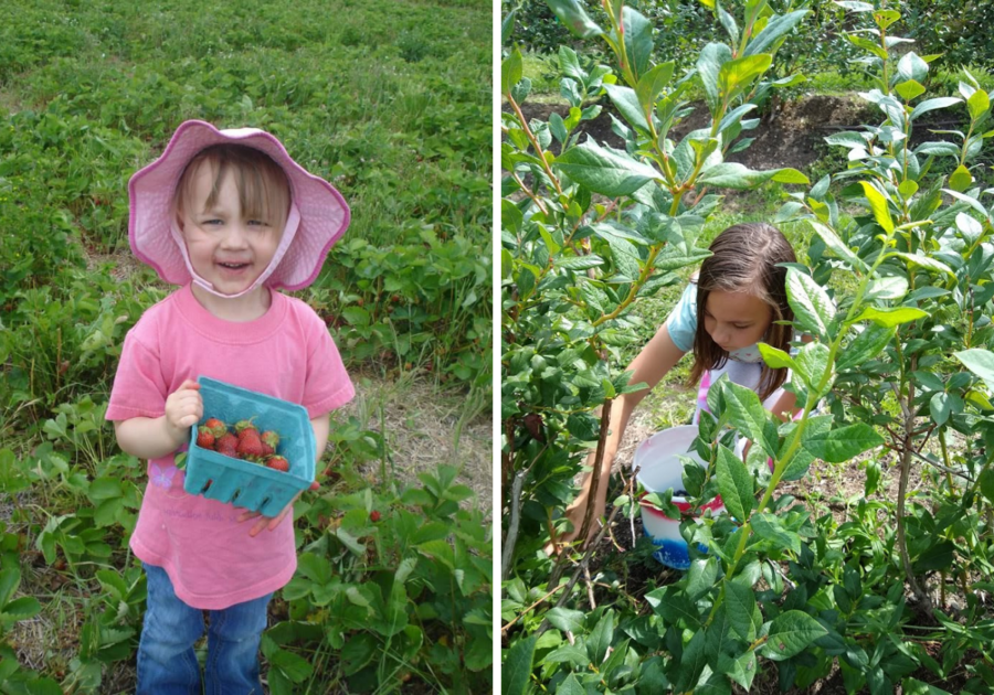 Picking Strawberries and Blueberries