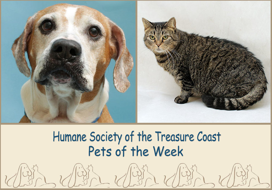 HSTC Macaroni Pets of the Week Sandy and Momma