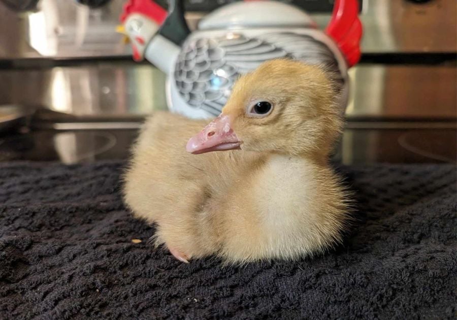 baby goose